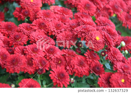 red marigold flowers in the garden red marigold flowers in the garden 132637329