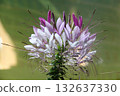 purple flower in garden 132637330