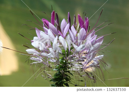 purple flower in garden purple flower in garden 132637330