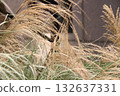 grass in the field 132637331
