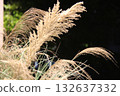 grass in the field 132637332