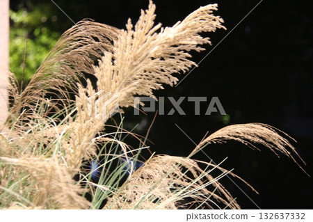 grass in the field grass in the field 132637332