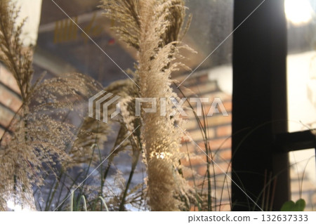 grass in the field grass in the field 132637333