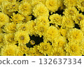 yellow marigold flower in garden 132637334