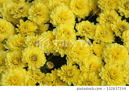 yellow marigold flower in garden 132637334