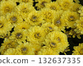 yellow marigold flower in garden 132637335