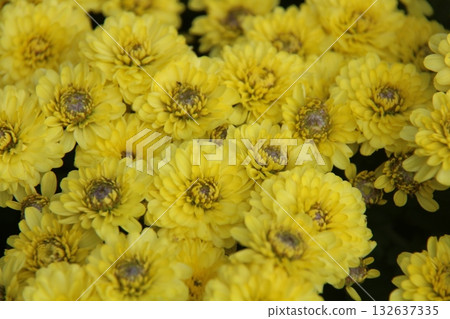 yellow marigold flower in garden yellow marigold flower in garden 132637335