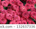 red chrysanthemum flower in the garden 132637336