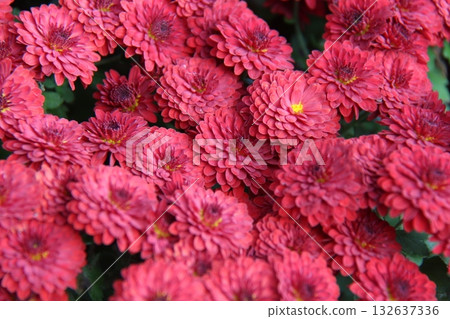 red chrysanthemum flower in the garden 132637336