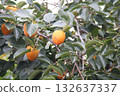 ripe oranges on a branch 132637337