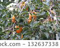 ripe tangerines on a tree 132637338