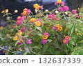 colorful flowers in the garden 132637339