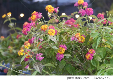 colorful flowers in the garden 132637339
