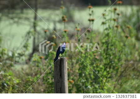 Wild birds seen in Kenya's safari, Lake Nakuru National Park 132637381