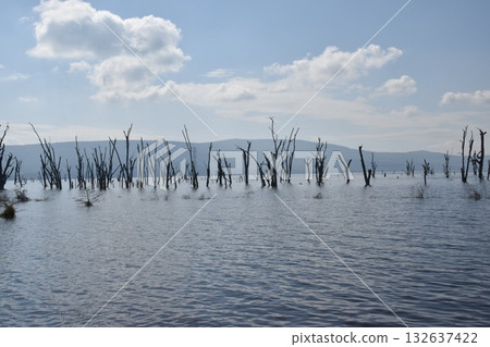 A tree growing out of the surface of Lake Nakuru, seen on a safari in Lake Nakuru National Park, Kenya 132637422