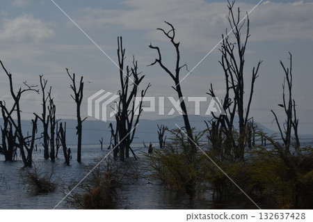 A tree growing out of the surface of Lake Nakuru, seen on a safari in Lake Nakuru National Park, Kenya 132637428