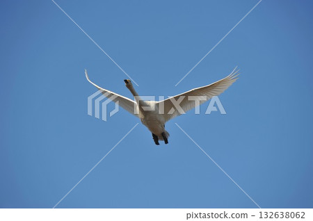 Shiratori alone, Naganuma Town, Hokkaido 132638062