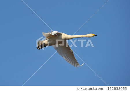 白鳥一人，北海道長沼町 132638063