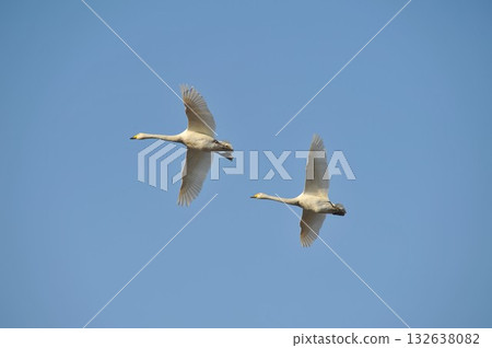 兩隻天鵝，北海道長沼鎮 132638082