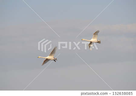 Two swans, Naganuma Town, Hokkaido 132638085
