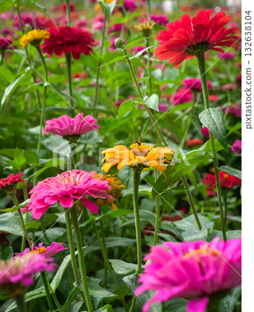 Colorful Zinnia flowers in a farm 132638104