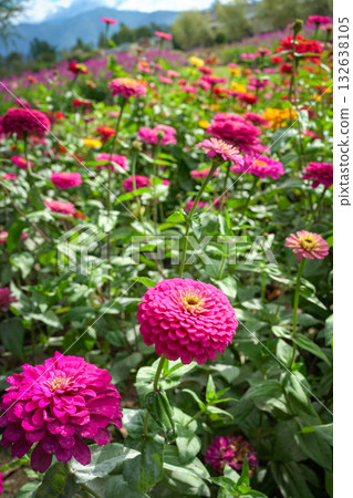 Zinnia Daisy flower farm 132638105