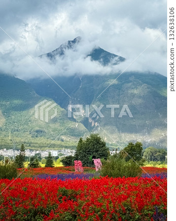 Flower farm with mountain background. 132638106