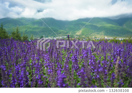 Purple Salvia flower farm 132638108