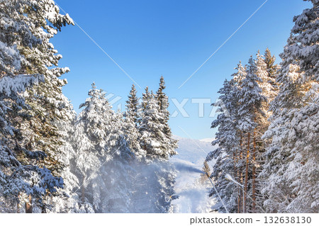winter pine trees and snow cannon winter pine trees and snow cannon 132638130