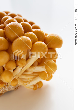 白色背景上的滑子菇庫存照片 132638395