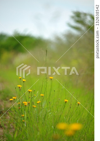 Naturally growing yellow flowers 132638542