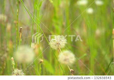 雜草叢生 雜草叢生 132638543