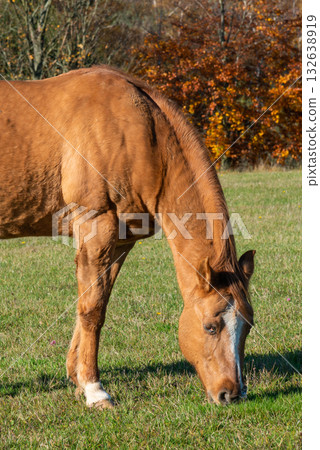 Detail of a brown horse grazing on pasture Detail of a brown horse grazing on pasture 132638919