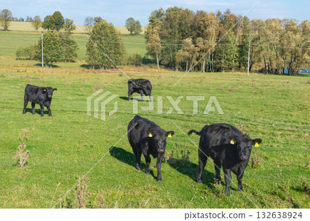A herd of black cattle on green outdoor pasture A herd of black cattle on green outdoor pasture 132638924