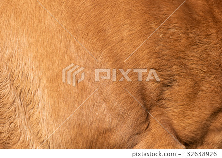 Close-up of fur of brown horse 132638926