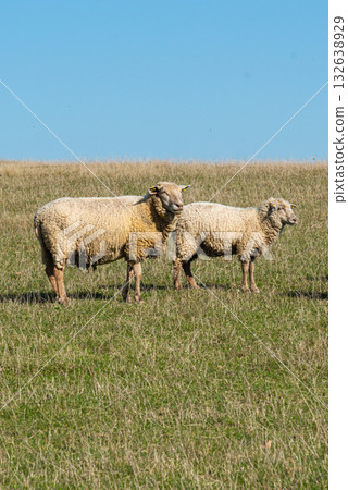 Herd of sheep grazing on pasture 132638929