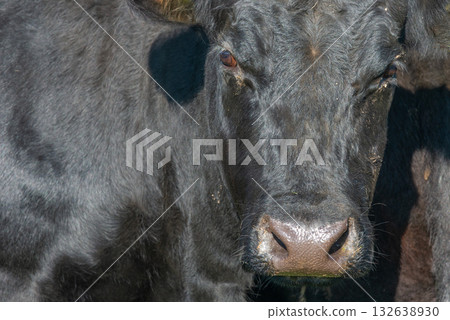 Potrait of black cow on pasture Potrait of black cow on pasture 132638930