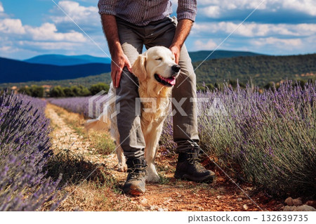 一隻金毛犬漫步在薰衣草田中 132639735