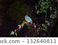 A female kingfisher perched on a branch, looking for food 132640811