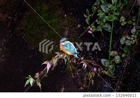 A female kingfisher perched on a branch, looking for food A female kingfisher perched on a branch, looking for food 132640811
