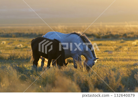 Mongolian horses 132640879
