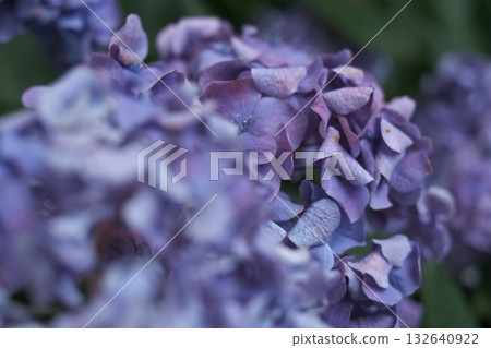 淡紫色的繡球花 淡紫色的繡球花 132640922