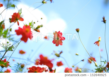 Red cosmos shining in the blue sky 132640925