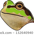 青蛙的臉 132640940