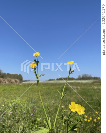 開花往藍天的黃色花 開花往藍天的黃色花 132641179