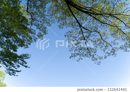 初夏時節，嫩葉枝條伸向藍天④ 132641491