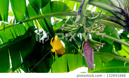 Banana blossom on the tree. Name young of banana fruit. Hang on the banana tree. Fruits covered with lush green leaves that create shade. Environment after rainy. 132641666