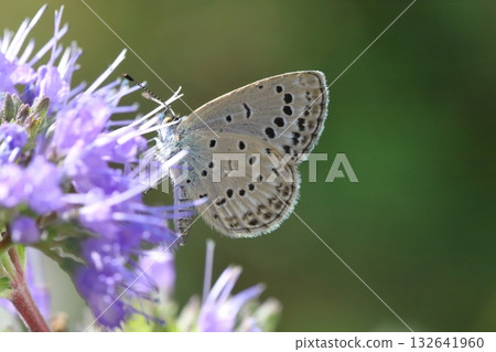 A butterfly sucking nectar from a purple flower of a flower that blooms in the autumn garden 132641960