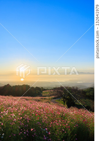 Cosmos fields and the morning sun seen from Shirakimine Plateau, Isahaya City, Nagasaki Prefecture Cosmos fields and the morning sun seen from Shirakimine Plateau, Isahaya City, Nagasaki Prefecture 132641979