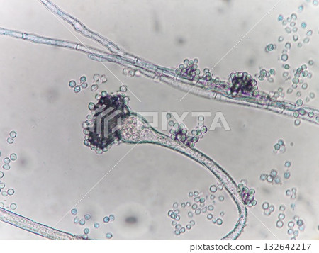 麴菌囊泡 132642217